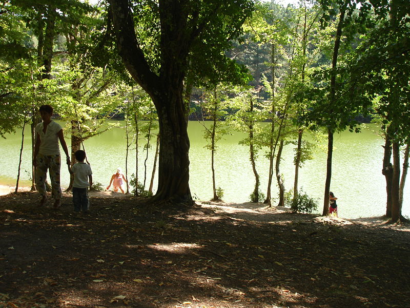 foresta umbra